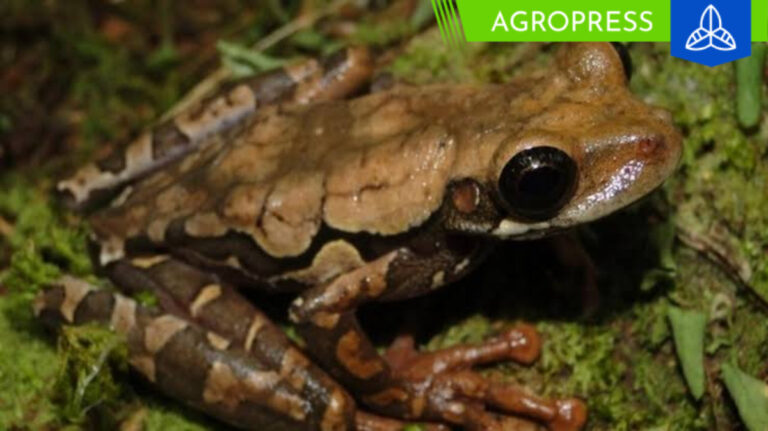 Biólogos descubren una nueva especie de rana de lluvia