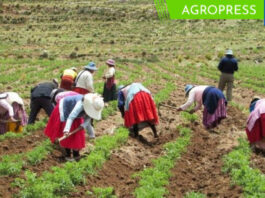 Minam asigna S/ 760,000 a comunidades nativas y campesinas por conservar bosques