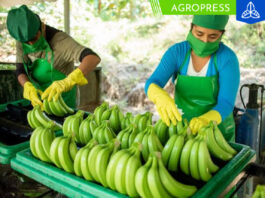 Envíos de banano fresco alcanzan las 125,090 toneladas