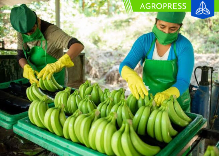 Municipalidad de La Matanza y Qali Warma distribuyen banano orgánico