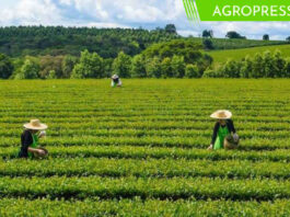 Producción de té en Perú alcanza las 3,307 toneladas