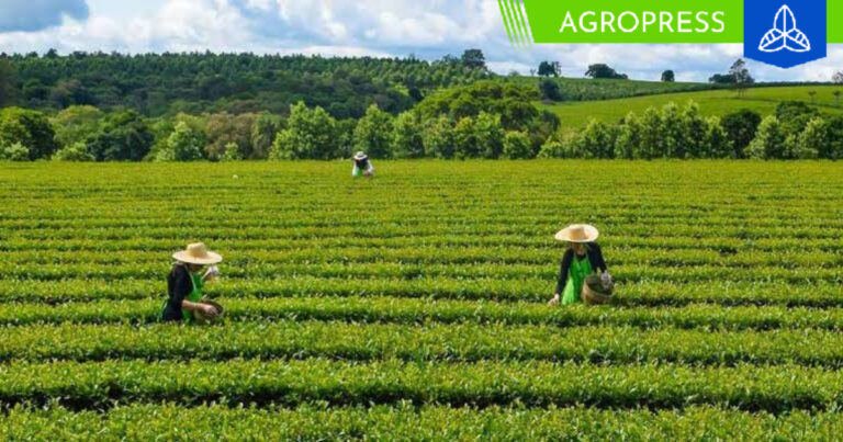Producción de té en Perú alcanza las 3,307 toneladas