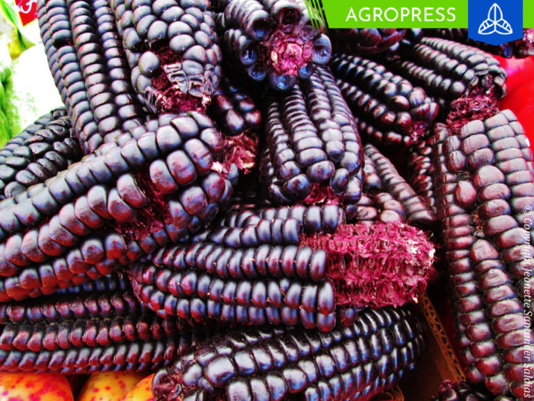 Arequipa celebra el II Festival del Maíz Morado