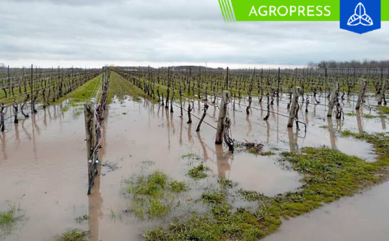 Sistemas de drenaje para plantaciones emergen como solución ante lluvias intensas