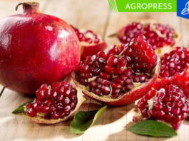 Exportaciones de granada fresca alcanzaron las 44 865 toneladas