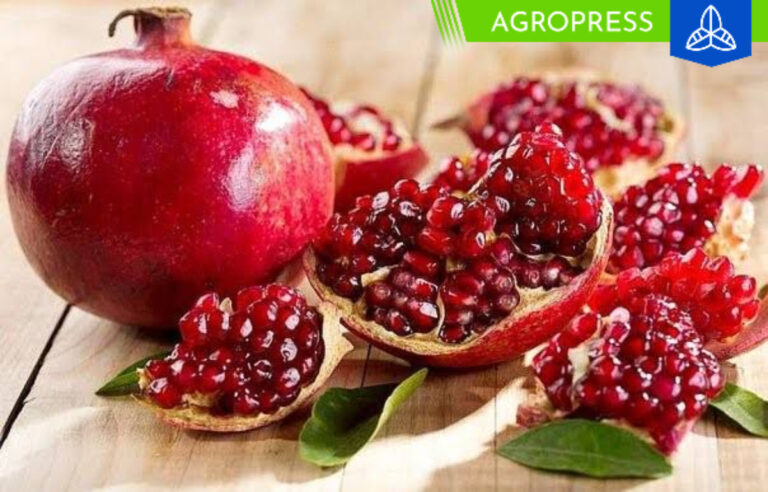 Exportaciones de granada fresca alcanzaron las 44 865 toneladas