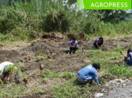Colocan 2000 árboles nativos en el Bosque de Protección Altomayo