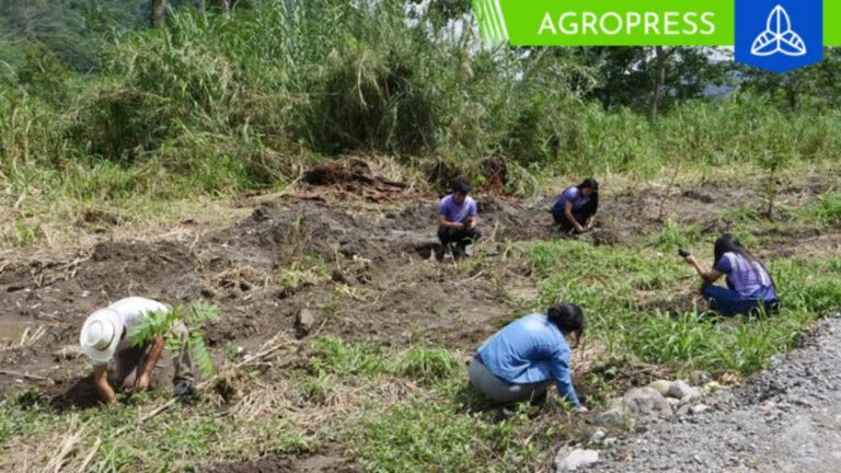 Colocan 2000 árboles nativos en el Bosque de Protección Altomayo