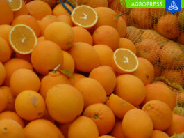 Exportaciones de naranjas frescas crecen de manera significativa