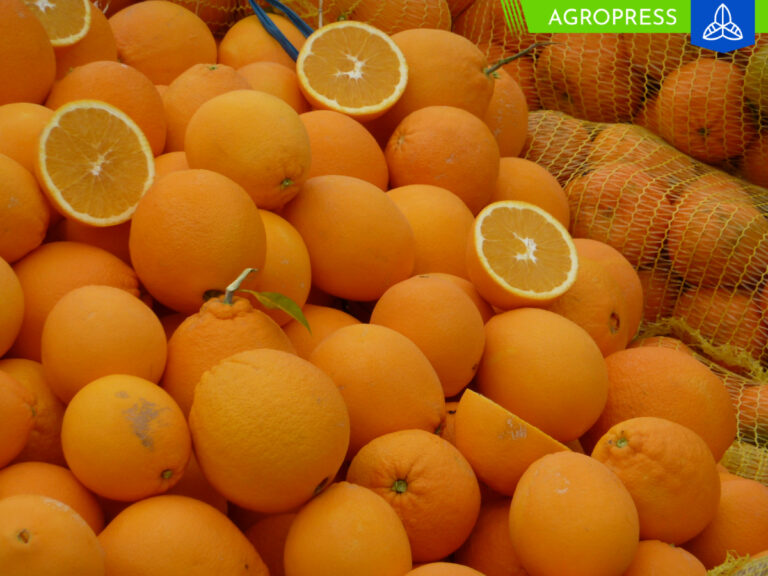Exportaciones de naranjas frescas crecen de manera significativa