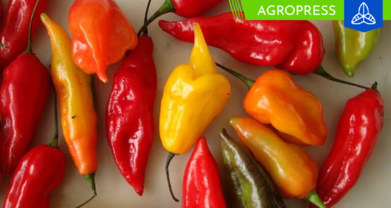 El ají limo peruano es el mejor vegetal del mundo según Taste Atlas