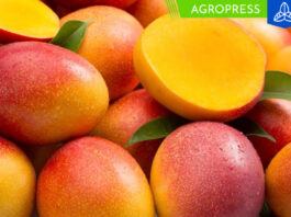 Difícil momento productivo del mango peruano