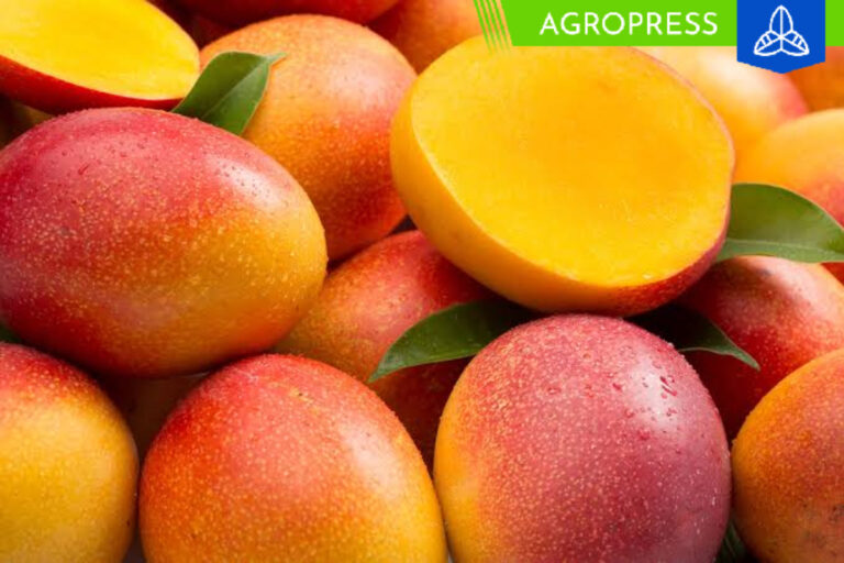 Perú busca alcanzar un récord de producción de mango en la campaña del 2024
