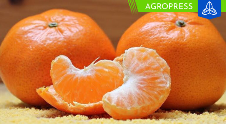 Las exportaciones de mandarina registran una disminución de más del 40% durante 2023