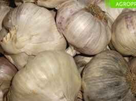 Exportaciones de ajo alcanzaron las 12.970 toneladas