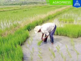 Feria Regional destacará novedades en el cultivo de arroz para enfrentar al Fenómeno El Niño