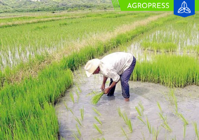 Feria Regional destacará novedades en el cultivo de arroz para enfrentar al Fenómeno El Niño