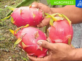 Proyecto Terra obtiene recertificación para sus primeras exportaciones de pitahaya