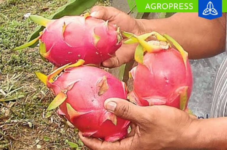 Proyecto Terra obtiene recertificación para sus primeras exportaciones de pitahaya