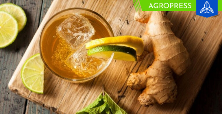 Cuatro beneficios del jengibre para la salud