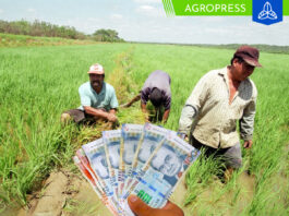 Bono Agrario LINK consulta DNI: ¿se podrá cobrar el subsidio en diciembre?