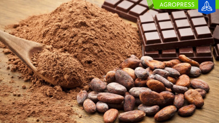 Innovador proyecto promueve producción de cacao en comunidades indígenas del Amazonas