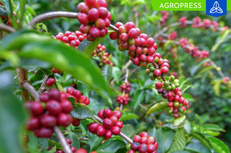 Café peruano: cerca del 50% de las hectáreas de cosecha afectadas por la roya amarilla