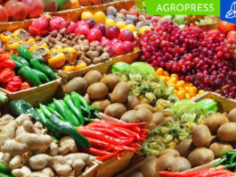 Las exportaciones de frutas y hortalizas de Perú alcanzaron los US$ 3.622 millones exportación de hortalizas