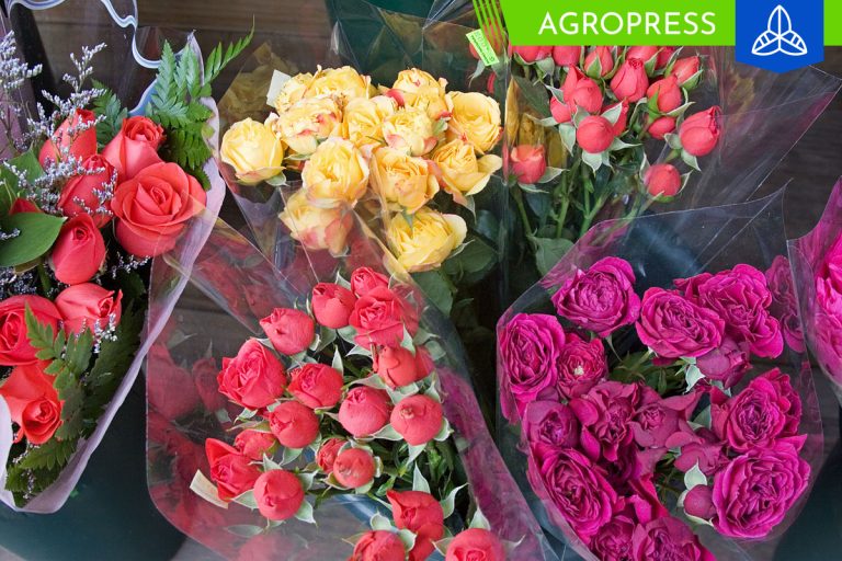 Exportación de flores peruanas alcanzan un récord de US$ 8.1 millones