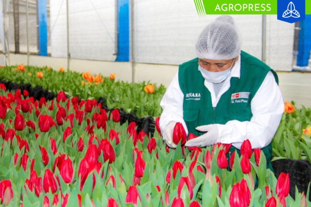 flores