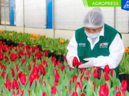Adex abre puertas a nuevos mercados de exportación para flores y capullos flores
