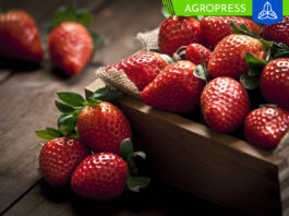 Aumentan significativamente las exportaciones de fresas en Perú