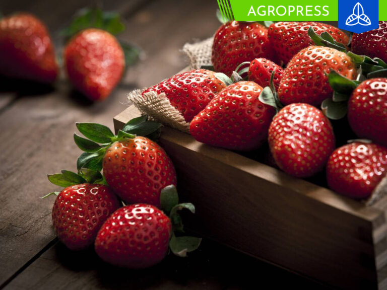 Aumentan significativamente las exportaciones de fresas en Perú