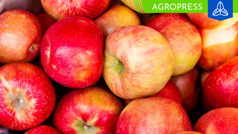 Inacal brinda requisitos para fomentar el consumo y la comercialización de manzanas de calidad