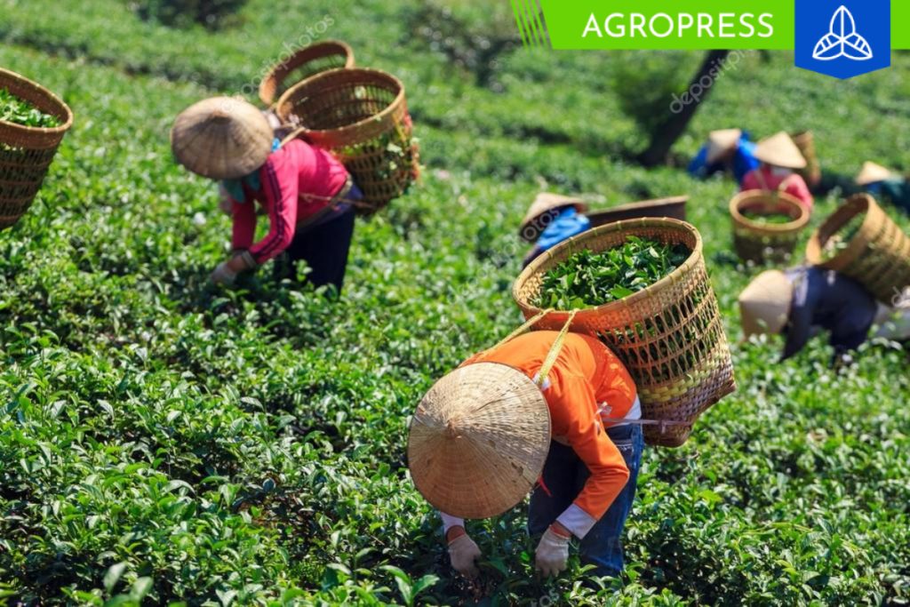 pequeños agricultores