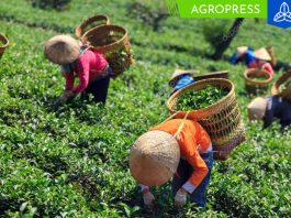 Aprueban beneficios a organizaciones agrarias de mujeres pequeños agricultores