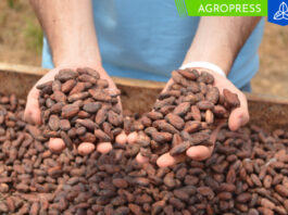 Envíos de cacao peruano en grano aumentan un 5% en cantidad