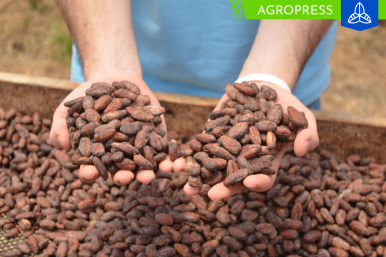 Proyecto de Petroperú impulsa el crecimiento de la producción de cacao en Amazonas