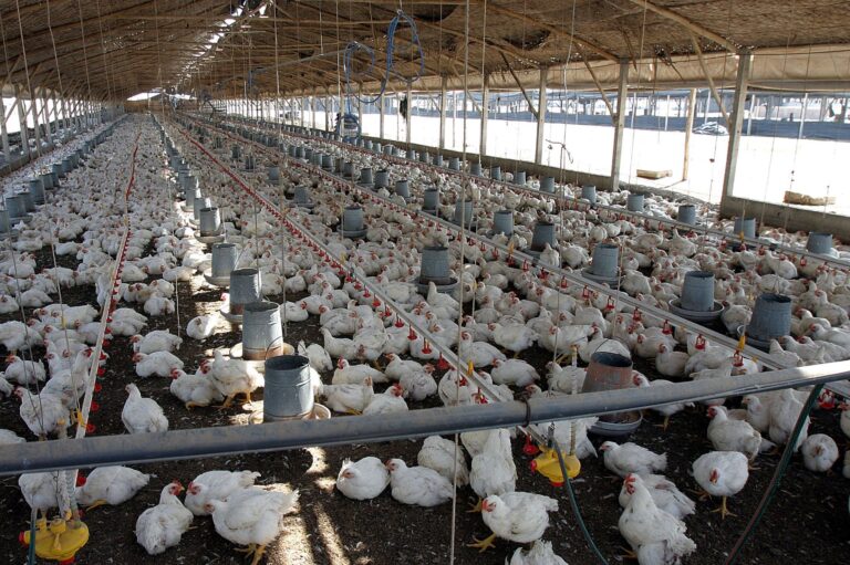 Sector avícola abastece el 70% de la proteína animal para los peruanos