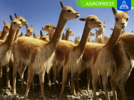 Conoce las actividades programadas por el Día Nacional de la Vicuña