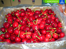 Camposol logra exitosamente su primer envío de cerezas a China