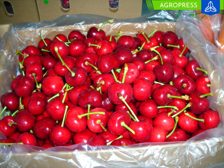 Camposol logra exitosamente su primer envío de cerezas a China