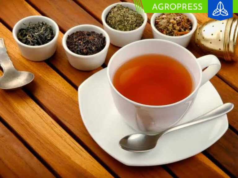 Sierra y Selva Exportadora impulsa el té peruano a niveles internacionales