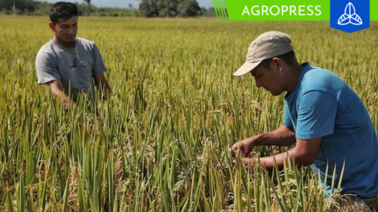 INIA implementa tecnologías para conservar la producción de arroz ante el FEN