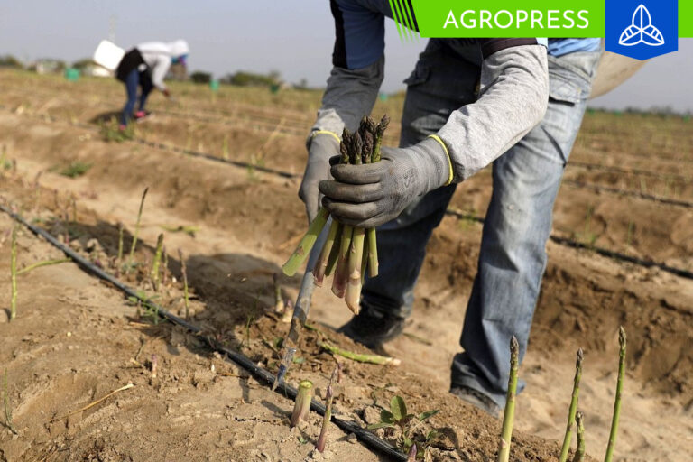 El valor del espárrago peruano experimenta un incremento del 35%