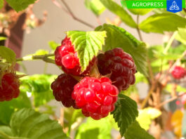 Éxito en el cultivo experimental de frambueso en Tacna