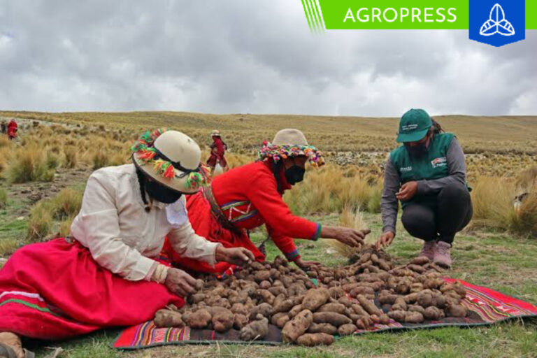 Cultivo de 210 variedades de papas nativas en la sierra de Áncash