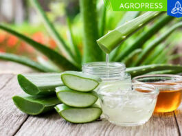 ¿Cómo cultivar aloe vera en casa?