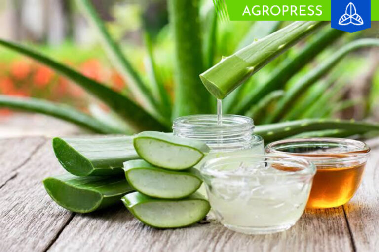 ¿Cómo cultivar aloe vera en casa?