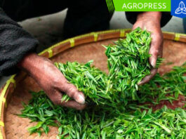 Perú produce 3.307 toneladas de té al año